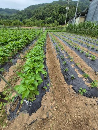 농부님.모두.모두힘님의 기타작물 · 영농일지 작성글 사진