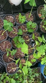 팜모닝 기타작물·영농일지 게시글 이미지