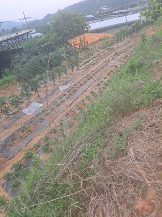 고수가되기까지님의 기타작물 · 영농일지 작성글 사진