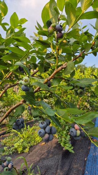 김기자(흰구름농원)님의 블루베리 · 영농일지 작성글 사진