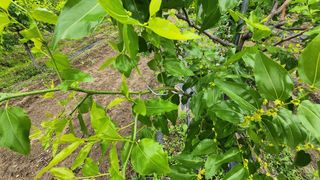 남상호 님의 기타작물 · 영농일지 작성글 사진