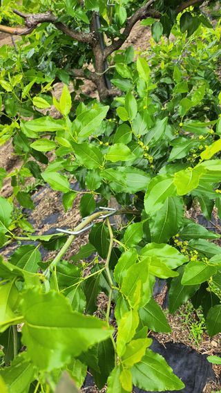 남상호 님의 기타작물 · 영농일지 작성글 사진