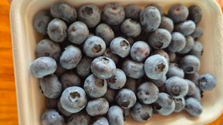 김기자(흰구름농원)님의 블루베리 · 영농일지 작성글 사진