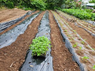 정일선님의 참깨 · 영농일지 작성글 사진