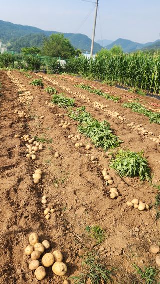 고명옥님의 감자 · 영농일지 작성글 사진