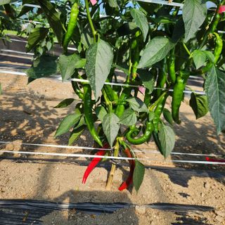 유원준님의 고추 · 영농일지 작성글 사진