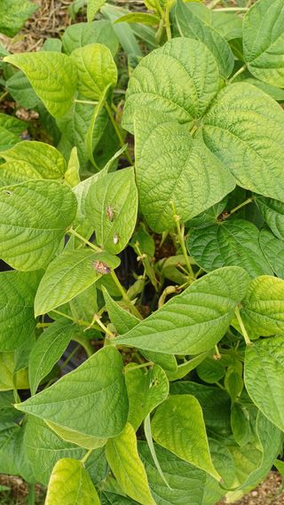 박순덕님의 콩 · 영농일지 작성글 사진