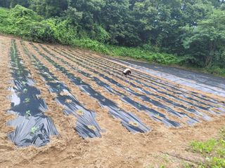 김용민님의 들깨 · 영농일지 작성글 사진