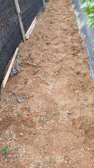 박순덕님의 콩 · 영농일지 작성글 사진