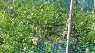 여우내 이순홍님의 블루베리 · 영농일지 작성글 사진