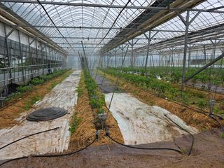 땍은이님의 고추 · 영농일지 작성글 사진