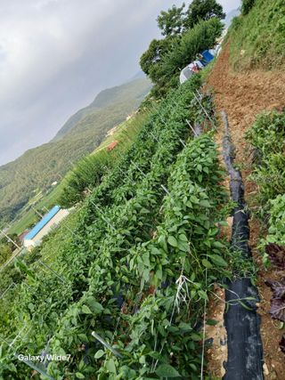 김명자님의 기타작물 · 영농일지 작성글 사진