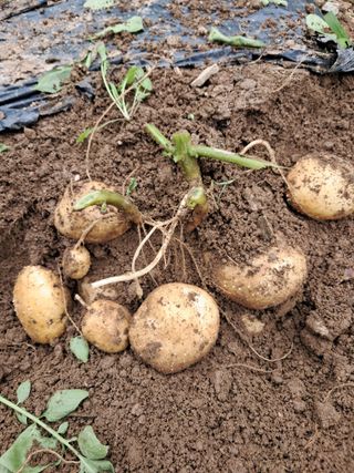 류남열님의 기타작물 · 영농일지 작성글 사진