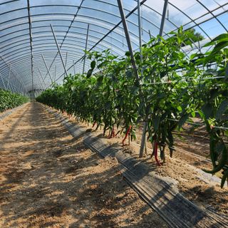 유원준님의 고추 · 영농일지 작성글 사진