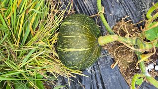 박해용(세건농장)님의 호박 · 영농일지 작성글 사진