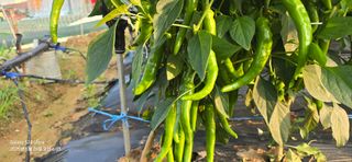 미우리님의 고추 · 영농일지 작성글 사진