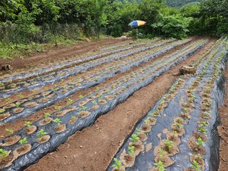 정일선님의 참깨 · 영농일지 작성글 사진