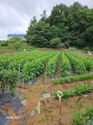흥부네땅님의 참깨 · 영농일지 작성글 사진