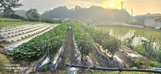 미우리님의 고추 · 영농일지 작성글 사진