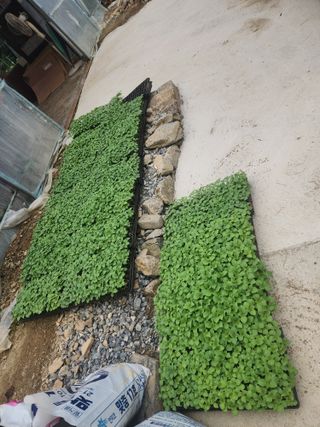 손을선님의 기타작물 · 영농일지 작성글 사진