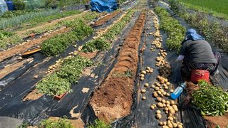 최윤호님의 감자 · 영농일지 작성글 사진