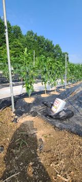 팜모닝 기타작물·영농일지 게시글 이미지