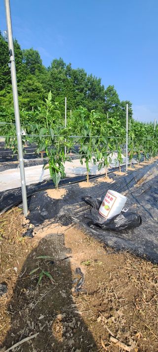 조희경님의 기타작물 · 영농일지 작성글 사진
