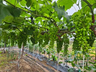 정일선님의 포도 · 영농일지 작성글 사진