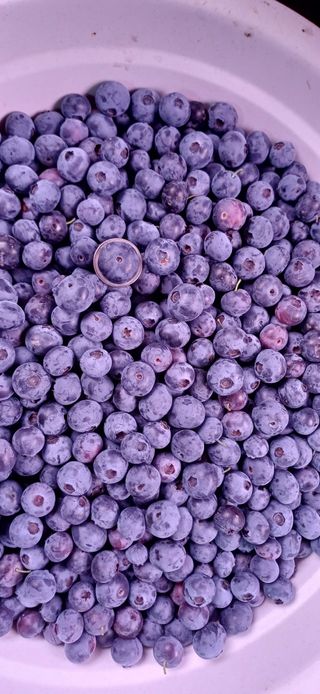 이강재님의 블루베리 · 영농일지 작성글 사진