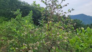 여우내 이순홍님의 블루베리 · 영농일지 작성글 사진