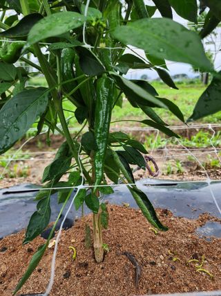 강동신님의 고추 · 영농일지 작성글 사진