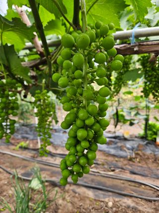 정일선님의 포도 · 영농일지 작성글 사진