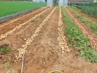 하문오님의 감자 · 영농일지 작성글 사진