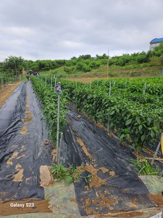 흥부네땅님의 참깨 · 영농일지 작성글 사진