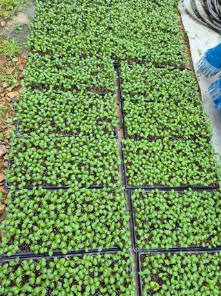 엘림농장님의 고추 · 영농일지 작성글 사진