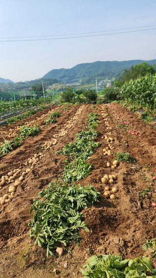 고명옥님의 감자 · 영농일지 작성글 사진