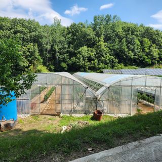 유원준님의 고추 · 영농일지 작성글 사진