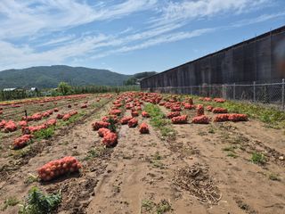 손용님의 기타작물 · 영농일지 작성글 사진