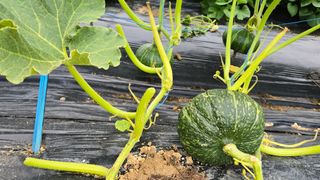 박해용(세건농장)님의 호박 · 영농일지 작성글 사진