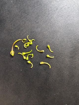 사랑해요팜모닝님의 고추 · 영농일지 작성글 사진