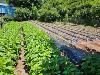 정일선님의 참깨 · 영농일지 작성글 사진
