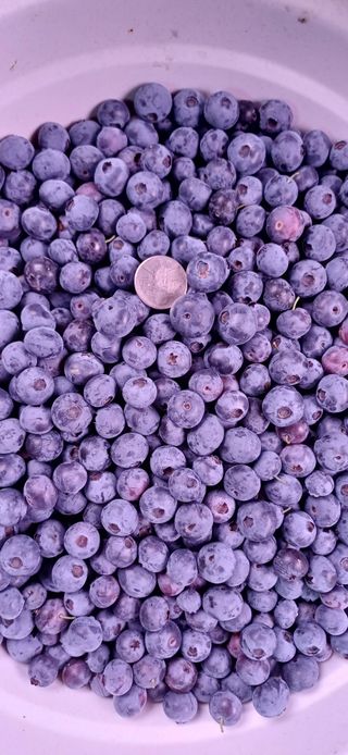 이강재님의 블루베리 · 영농일지 작성글 사진