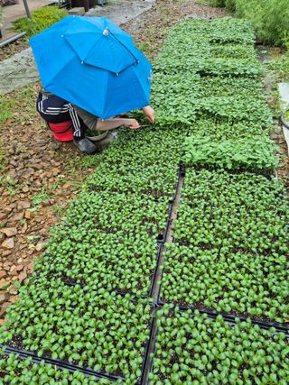 엘림농장님의 고추 · 영농일지 작성글 사진