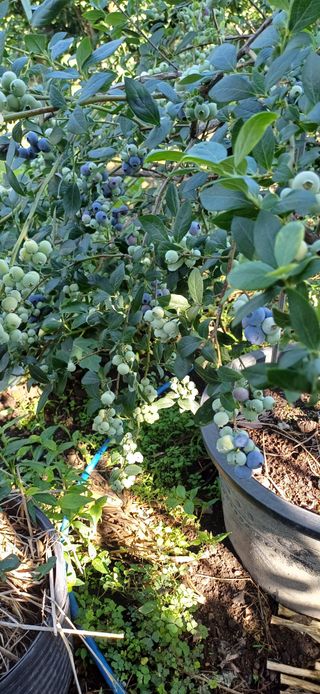 이강재님의 블루베리 · 영농일지 작성글 사진