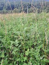 팜모닝 기타작물·영농일지 게시글 이미지