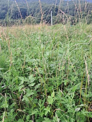 고산국토사랑풀뽑기님의 기타작물 · 영농일지 작성글 사진