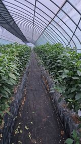 팜모닝 고추·영농일지 게시글 이미지