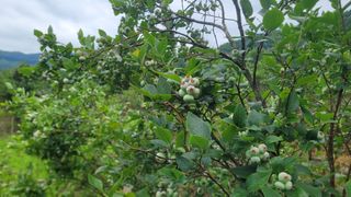 여우내 이순홍님의 블루베리 · 영농일지 작성글 사진