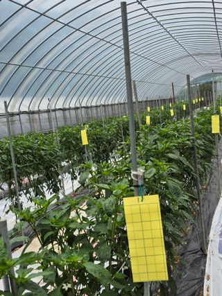 엘림농장님의 고추 · 영농일지 작성글 사진