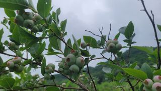 여우내 이순홍님의 블루베리 · 영농일지 작성글 사진